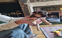 Chorkie dogs for sale: 3 little babies left. - Image 2