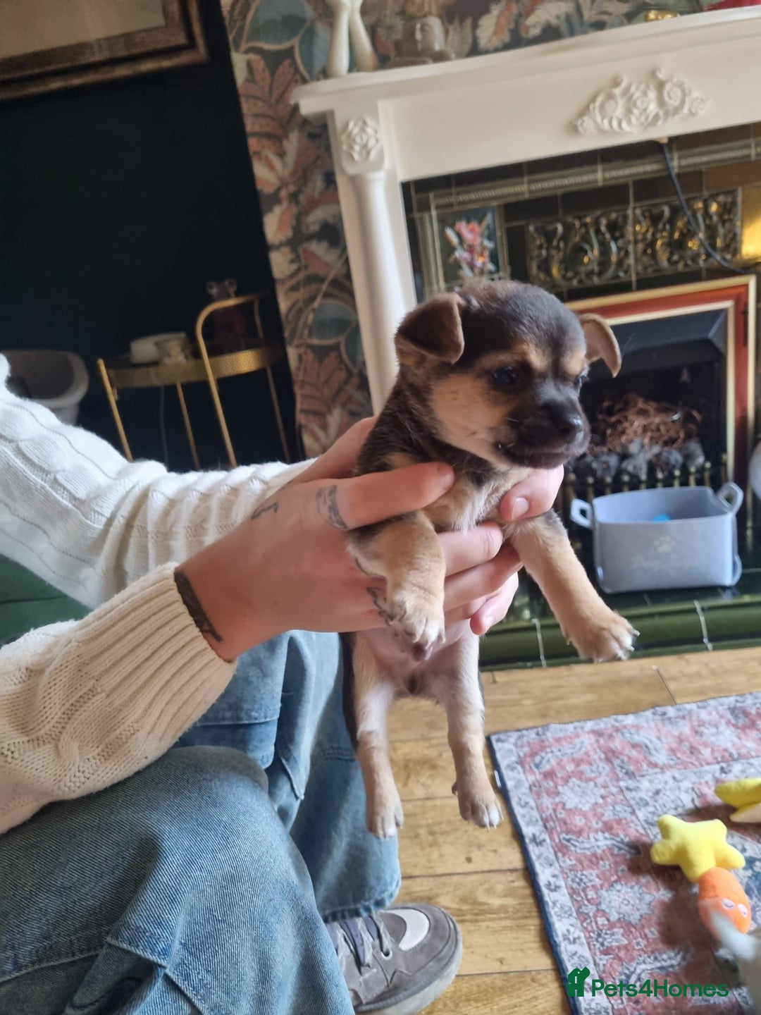Chorkie dogs for sale: 3 little babies left. - Image 2