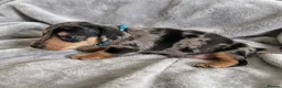Miniature Dachshund dogs for sale: Miniature Dachshund Puppies - Advert 16