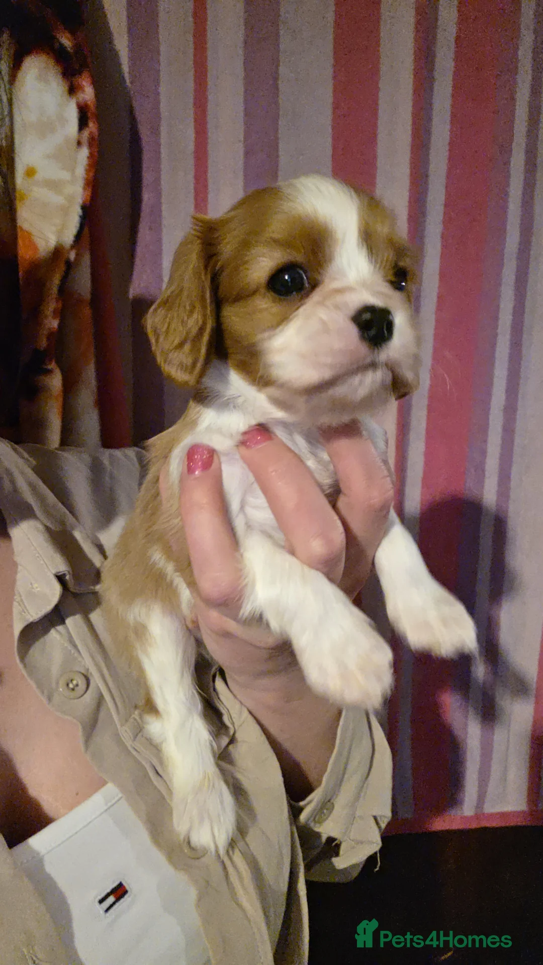 Cavalier King Charles Spaniel dogs for sale: Beautiful King Charles Cavalier Puppies - Advert 10