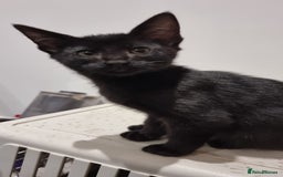 Savannah cats for sale: Gorgeous f5 kittens. Just melanistic girl left - Image 8