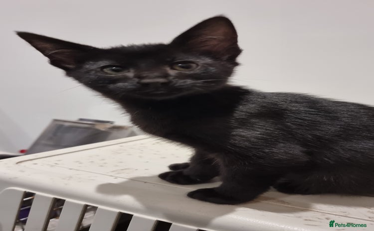 Savannah cats - Advert 4