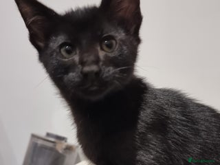 Savannah cats - Advert 16