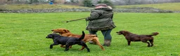 Labrador Retriever dogs for stud: 0/0 Hips & elbows fox red labrador in Leyburn - Advert 20