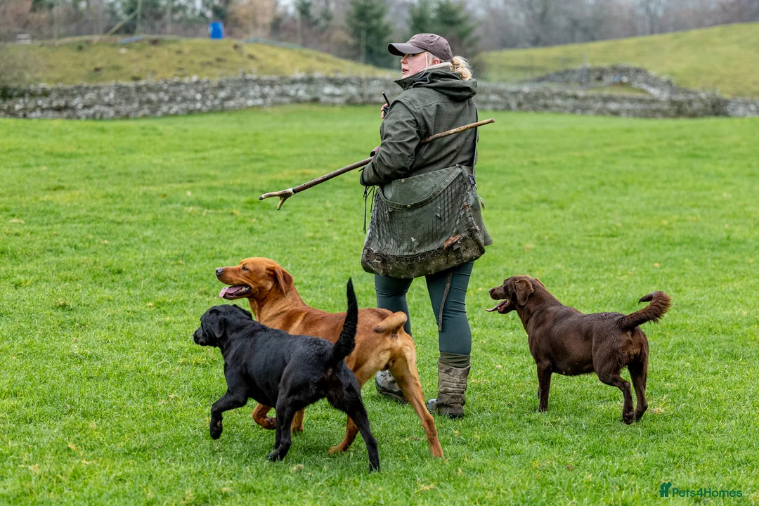Labrador Retriever dogs for stud: 0/0 Hips & elbows fox red labrador in Leyburn - Advert 20