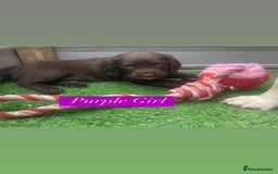 Sprocker dogs for sale: Last 2 girls available chocolate Sprockers - Image 39