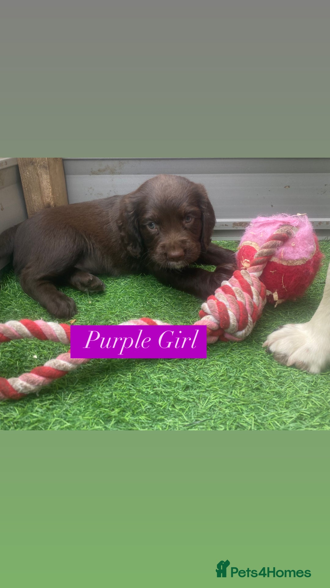 Sprocker dogs for sale: Last 2 girls available chocolate Sprockers - Image 39