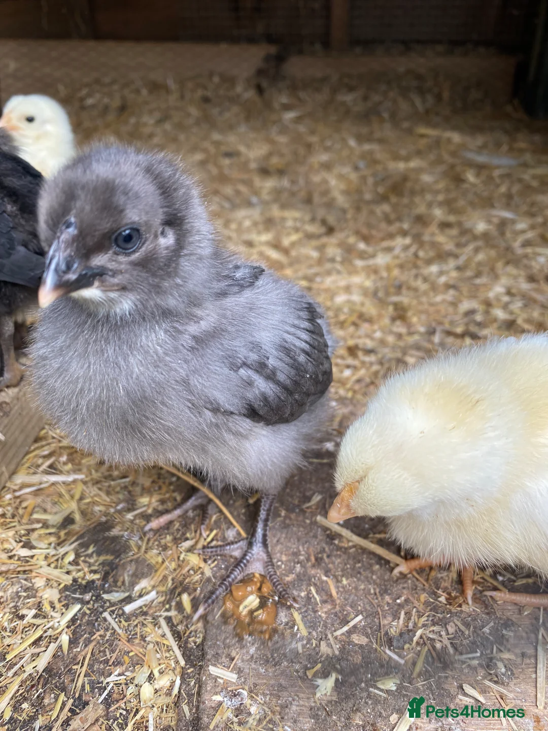 Chickens poultry for sale: Hybrid chicks - Advert 2