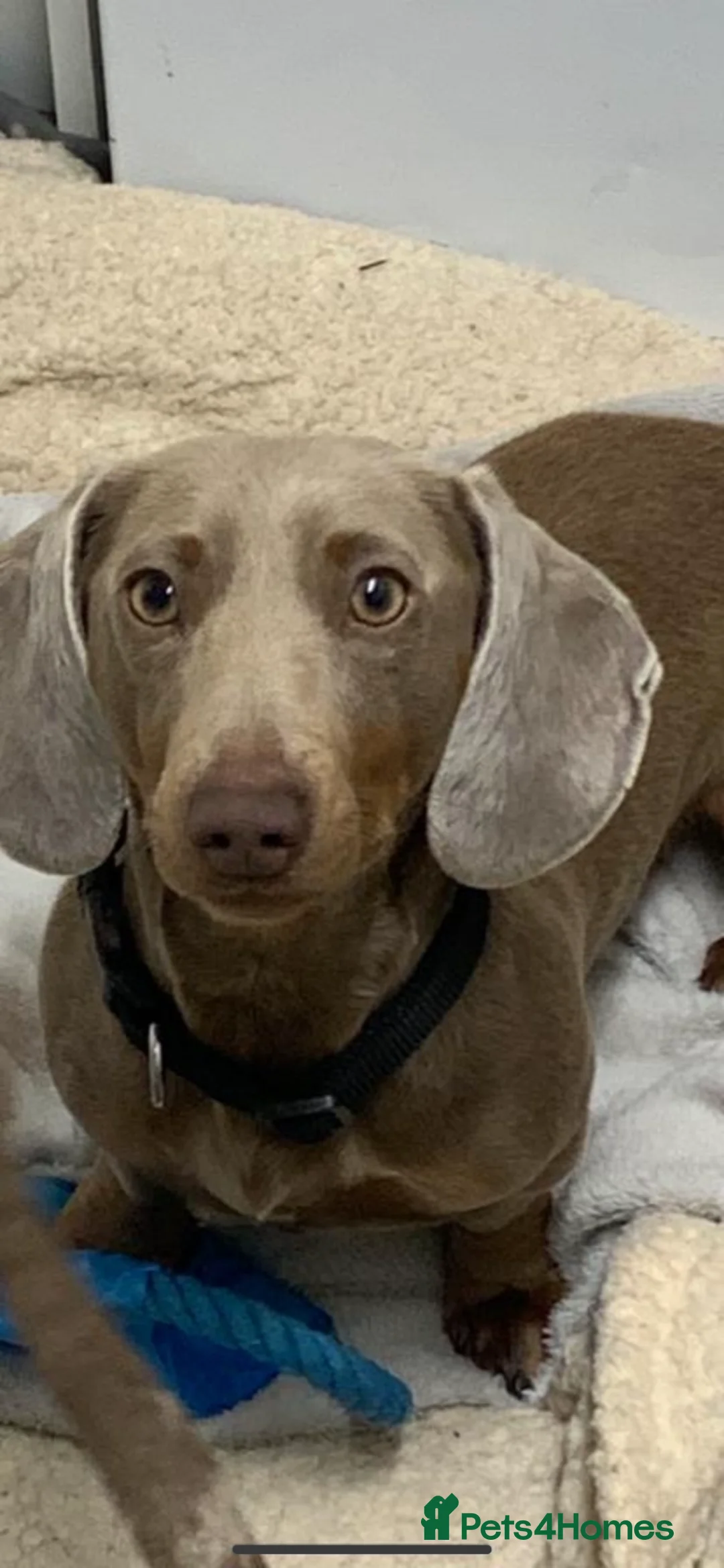 Dachshund dogs for stud: Miniature dachshund for stud  in Newport - Advert 3