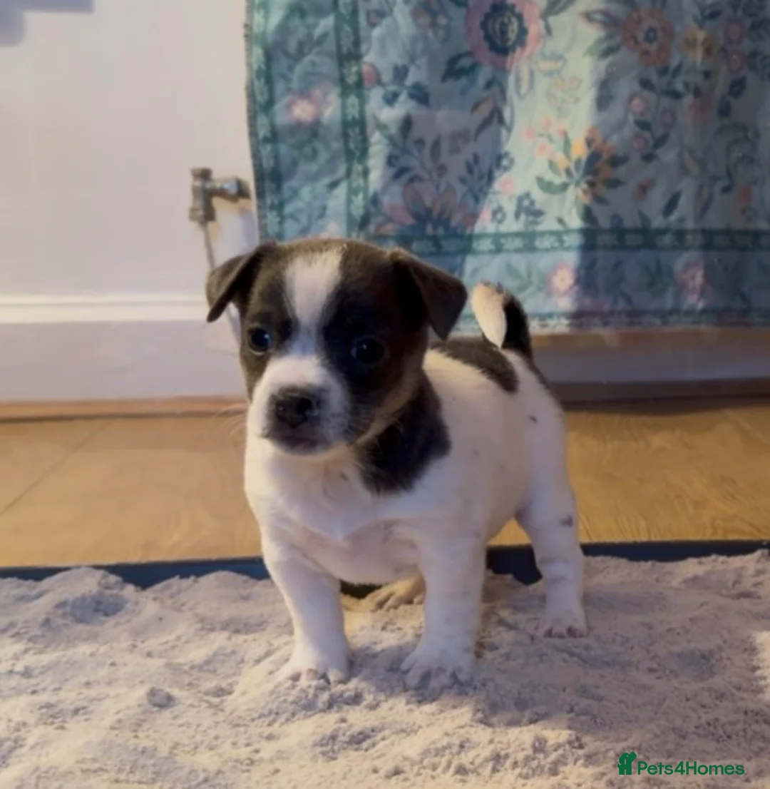 Jack Russell dogs for sale: Stunning blue and blue tri JRT pups - Advert 20
