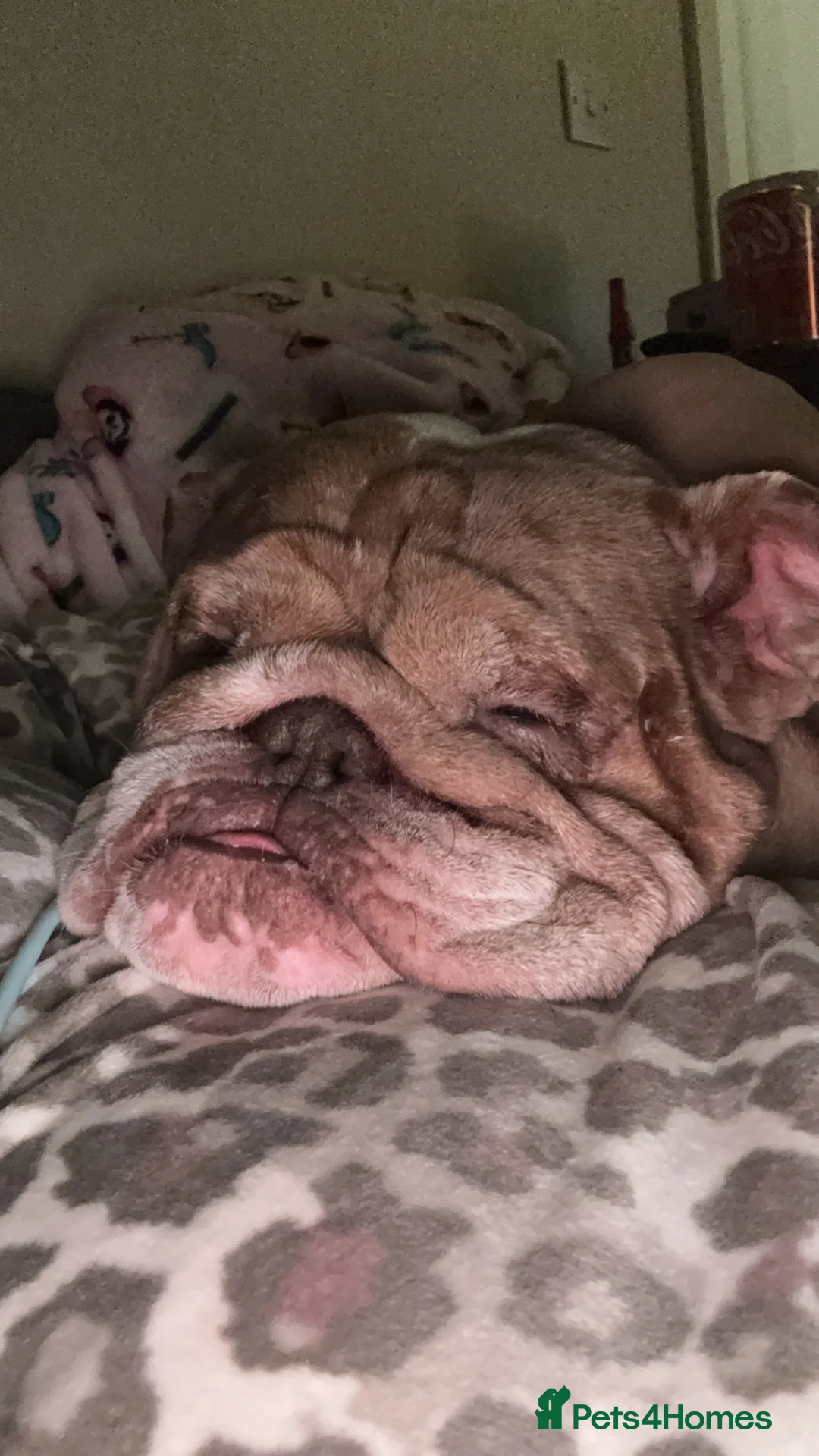 English Bulldog dogs for sale: Much loved dog  in Chippenham - Advert 2