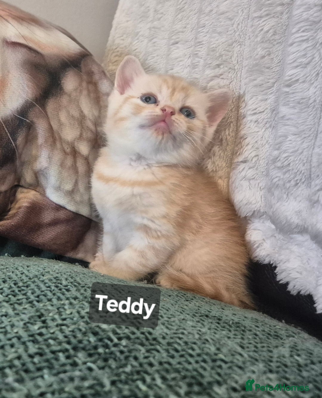 British Shorthair cats for sale: Beautiful British shorthair kittens - Image 19