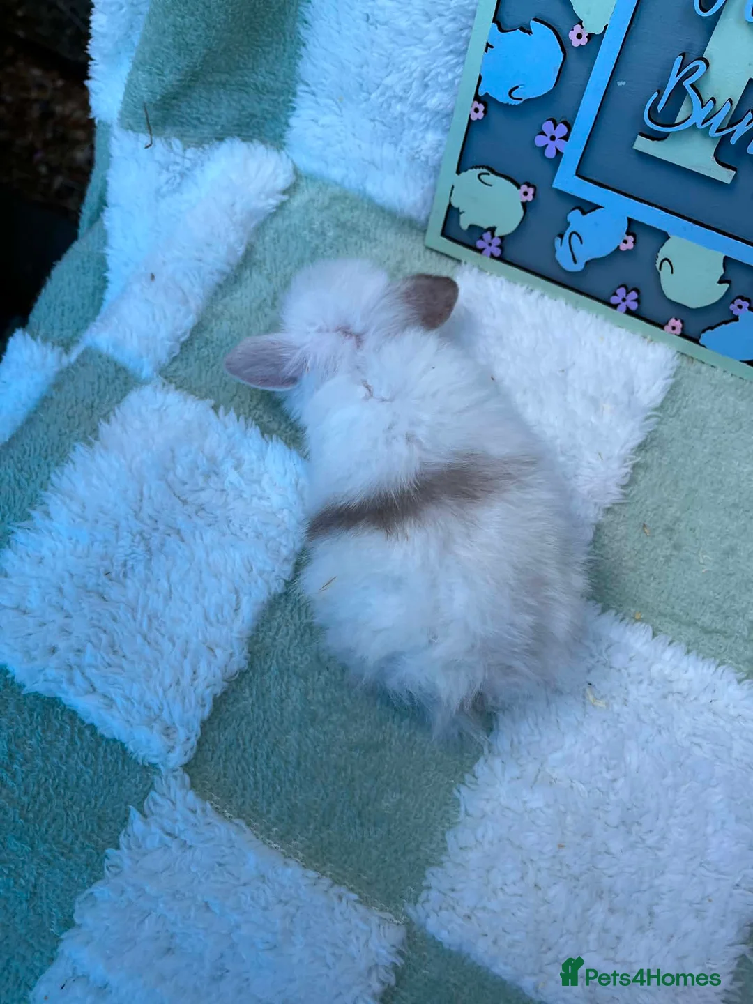Mini Lop rabbits for sale: Beautiful Mini Lop Litter  - Advert 12