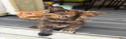 Mixed Breed cats for sale: Adorable Kittens Looking for Loving Homes!  - Advert 14