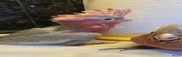 Cockatoo birds for sale: Hand-Raised cockatoo Galah Baby Parrot - Advert 3