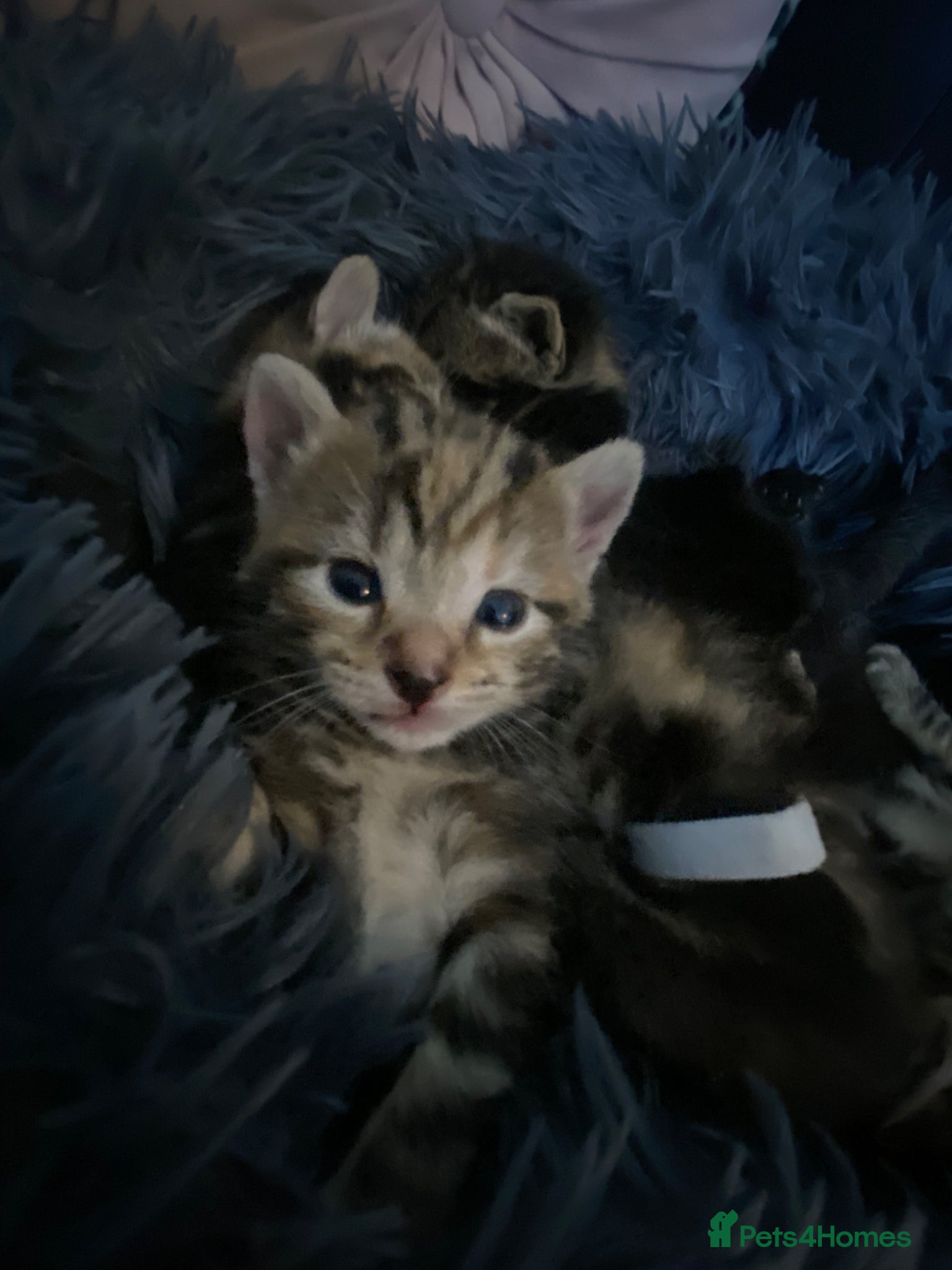 Mixed Breed cats Bengal cross American shorthairxBombay kittens 🐱  - Advert 1