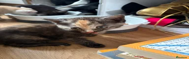 Mixed Breed Kitten 1