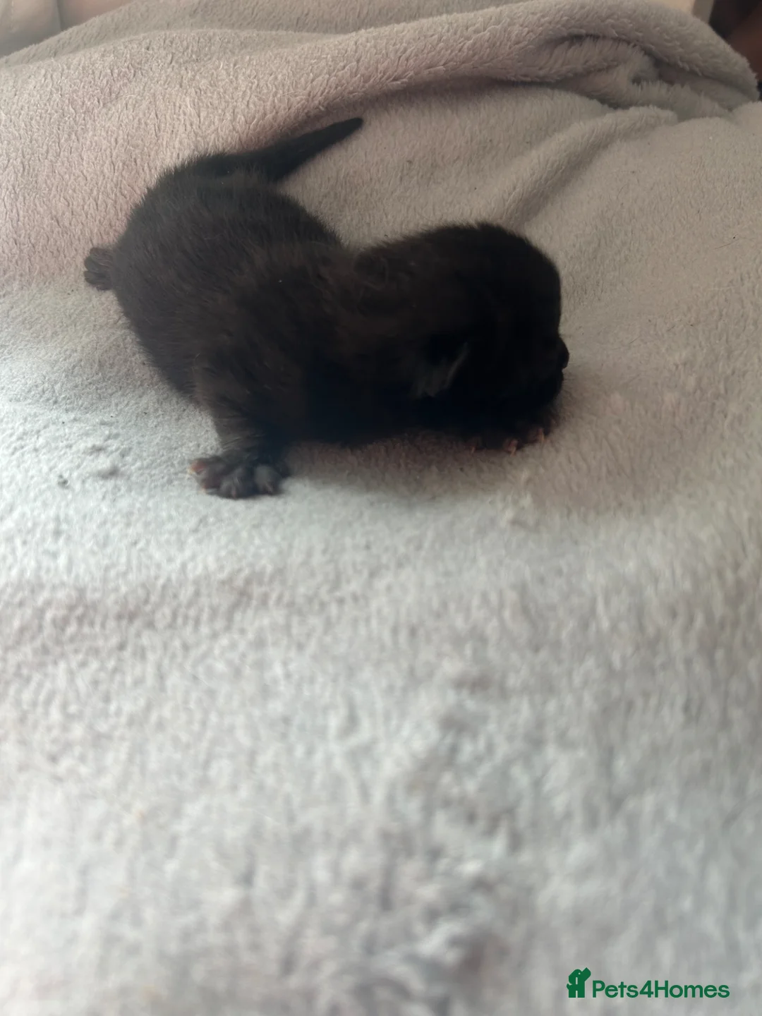 Mixed Breed cats for sale: Kittens  - Advert 9