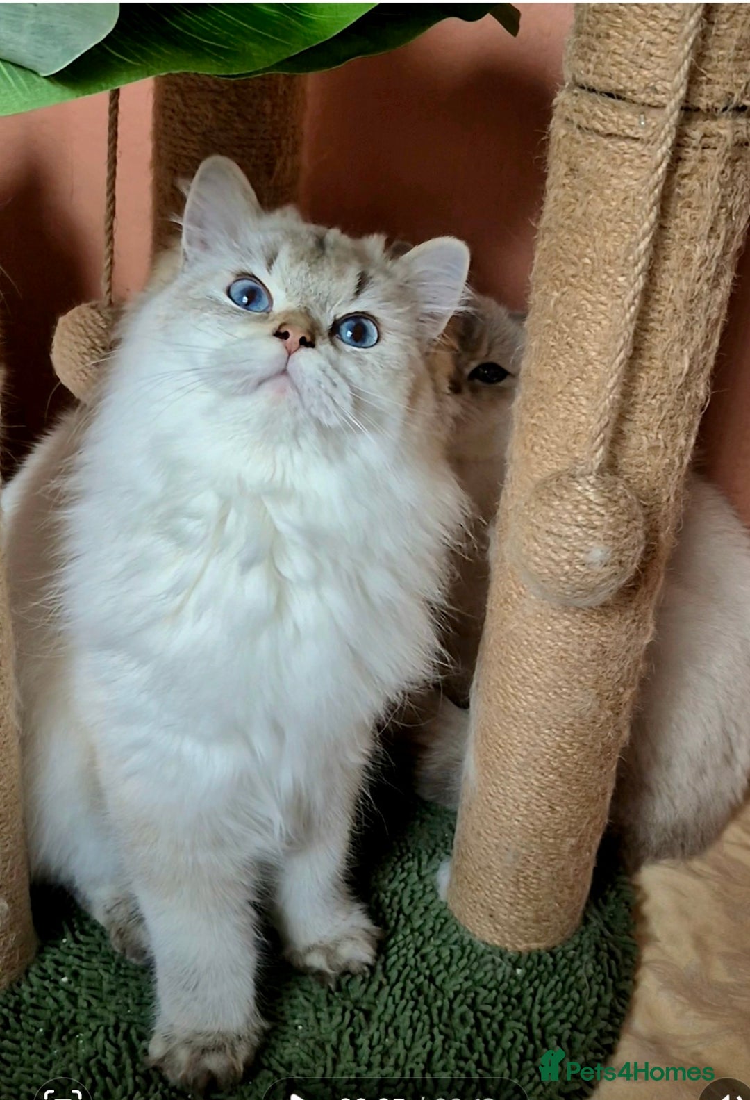 British Shorthair cats for sale: Exceptional BSH& BLH blue golden shaded Ny11 💖 - Advert 9