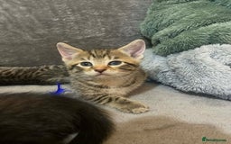 Mixed Breed cats for sale: Kittens looking for their forever homes  - Advert 8