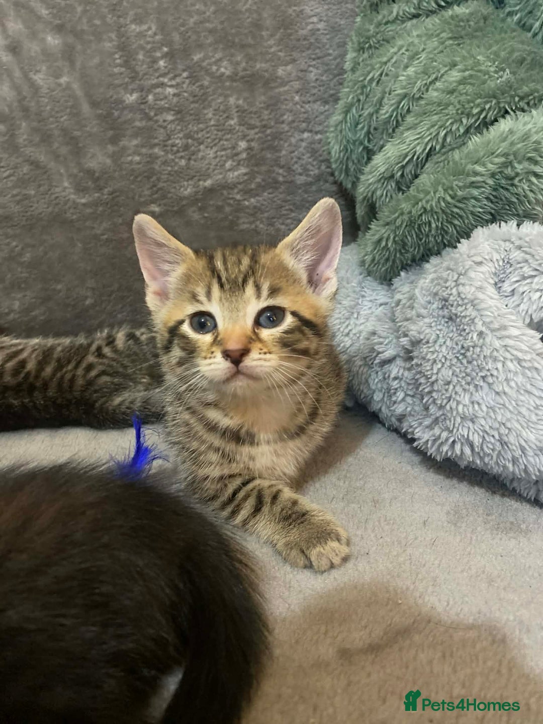 Mixed Breed cats for sale: Kittens looking for their forever homes  - Advert 8