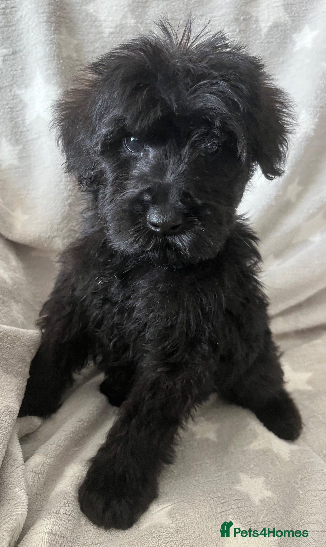 Schnoodle dogs Schnoodle pups for sale. Ready 11th October.  - Advert 1