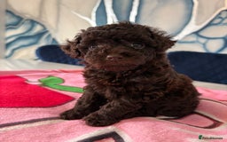 Toy Poodle dogs for sale: 1 Male & 1 Female Toy Poodle - Image 11
