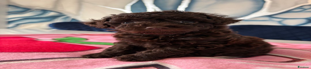 Female Toy Poodle 