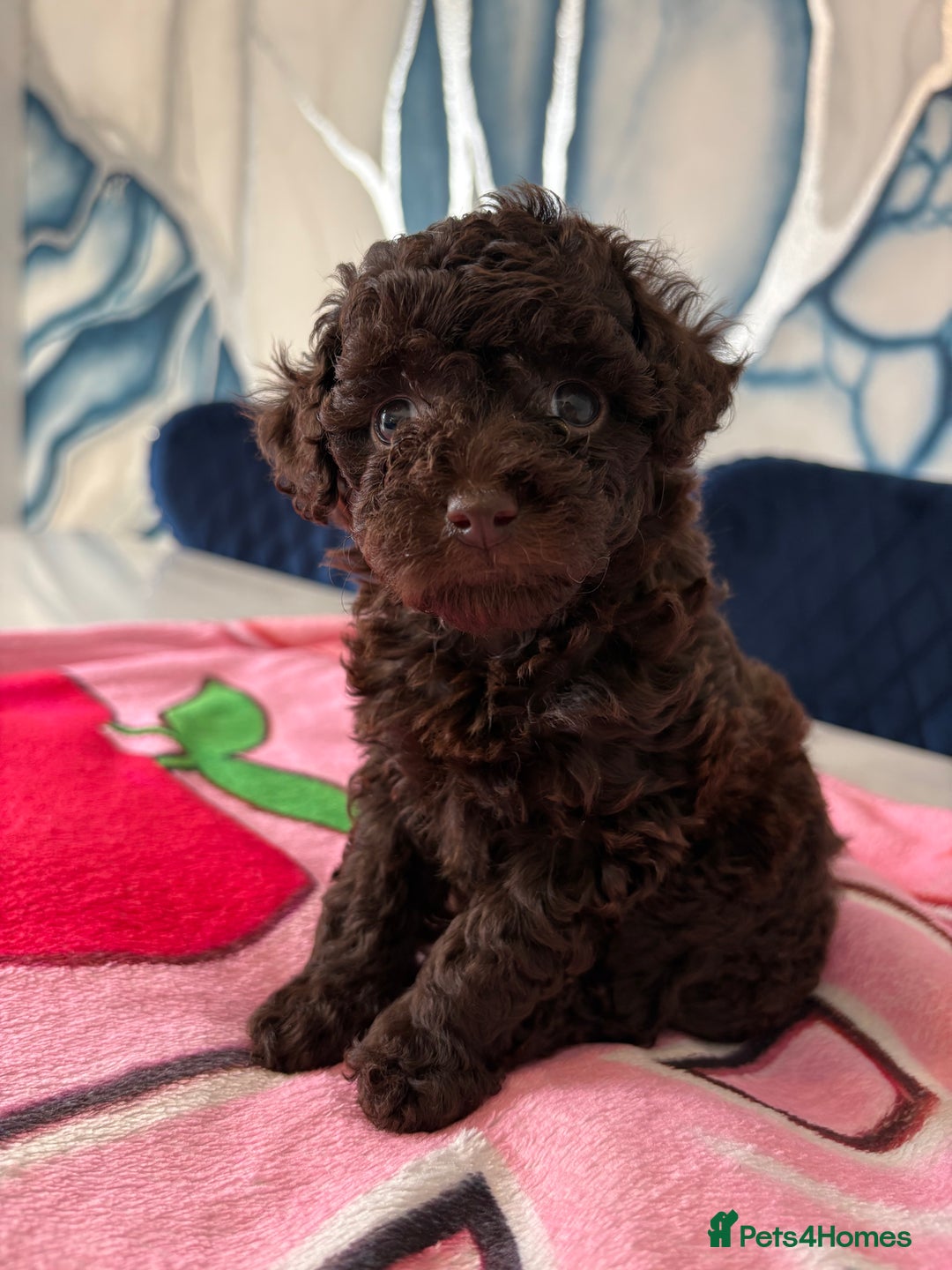 Toy Poodle dogs for sale: 1 Male & 1 Female Toy Poodle - Image 11