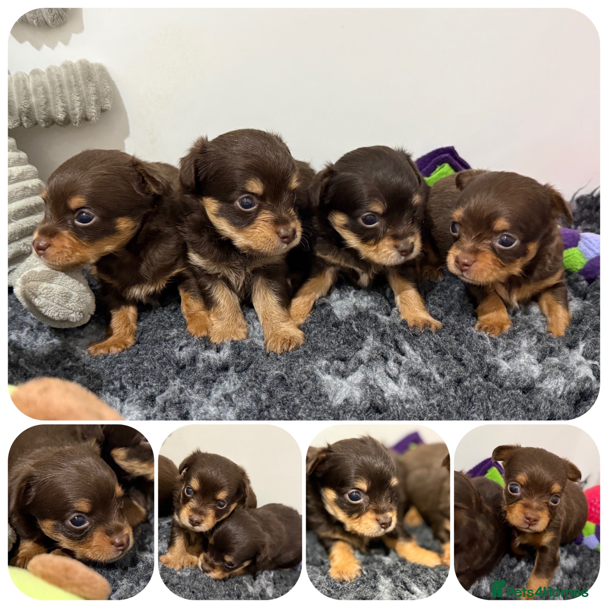 Chipoo dogs 💎 EXQUISITE TINY CHIPOO PUPPIES AVAILABLE 💎  - Advert 1