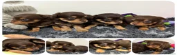 Chipoo dogs for sale: 💎 EXQUISITE TINY CHIPOO BOY PUPPIES AVAILABLE 💎  - Advert 1