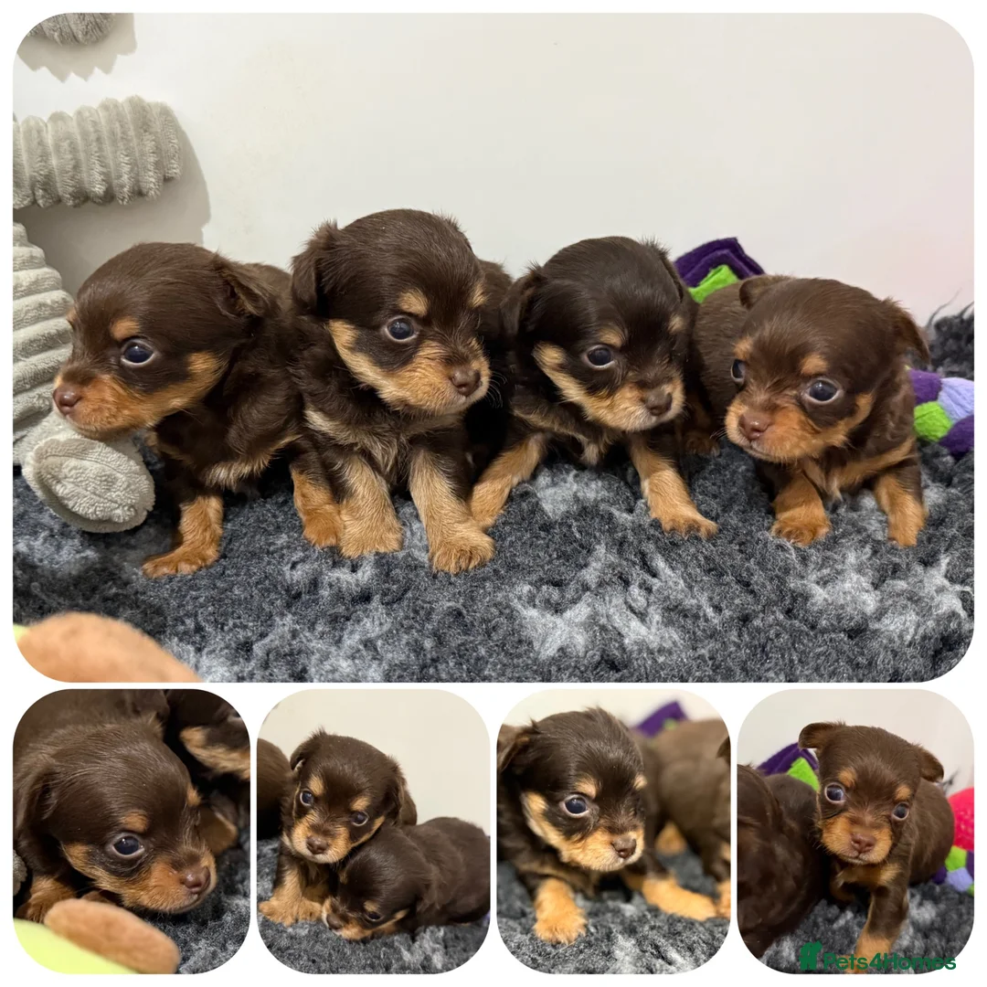 Chipoo Puppies for sale in Wakefield, West Yorkshire | Pets4Homes