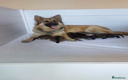 German Shepherd dogs for sale: 7  beautiful german shephered pups  - Image 11