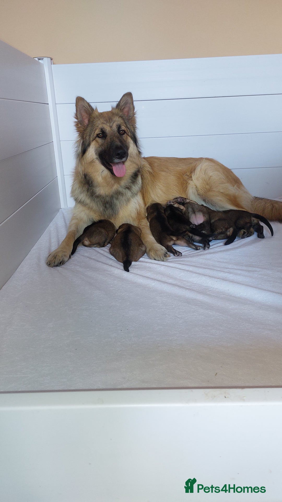 German Shepherd dogs for sale: 7  beautiful german shephered pups  - Image 11