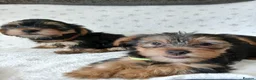 Yorkshire Terrier dogs for sale: YORKSHIRE TERRIER BOY PUPPIES READY NOW in Southampton - Advert 11