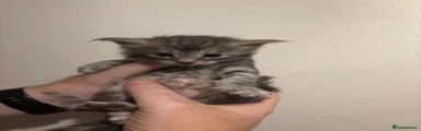 Boy Maine Coon 1 