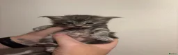 Maine Coon cats for sale: Exceptional Maine Coon kittens  in Liverpool - Advert 15