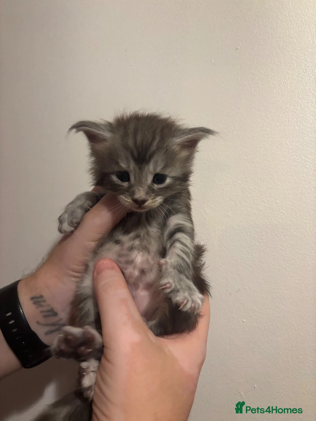 Maine Coon cats for sale: Exceptional Maine Coon kittens  in Liverpool - Advert 15