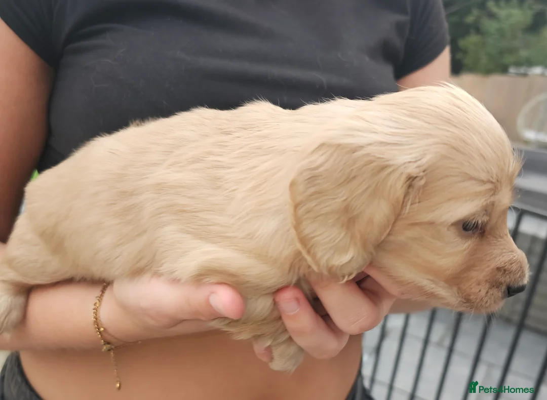 Miniature Dachshund dogs for stud: Dna and ivdd screened Mini Dachshund  in Southampton - Advert 7