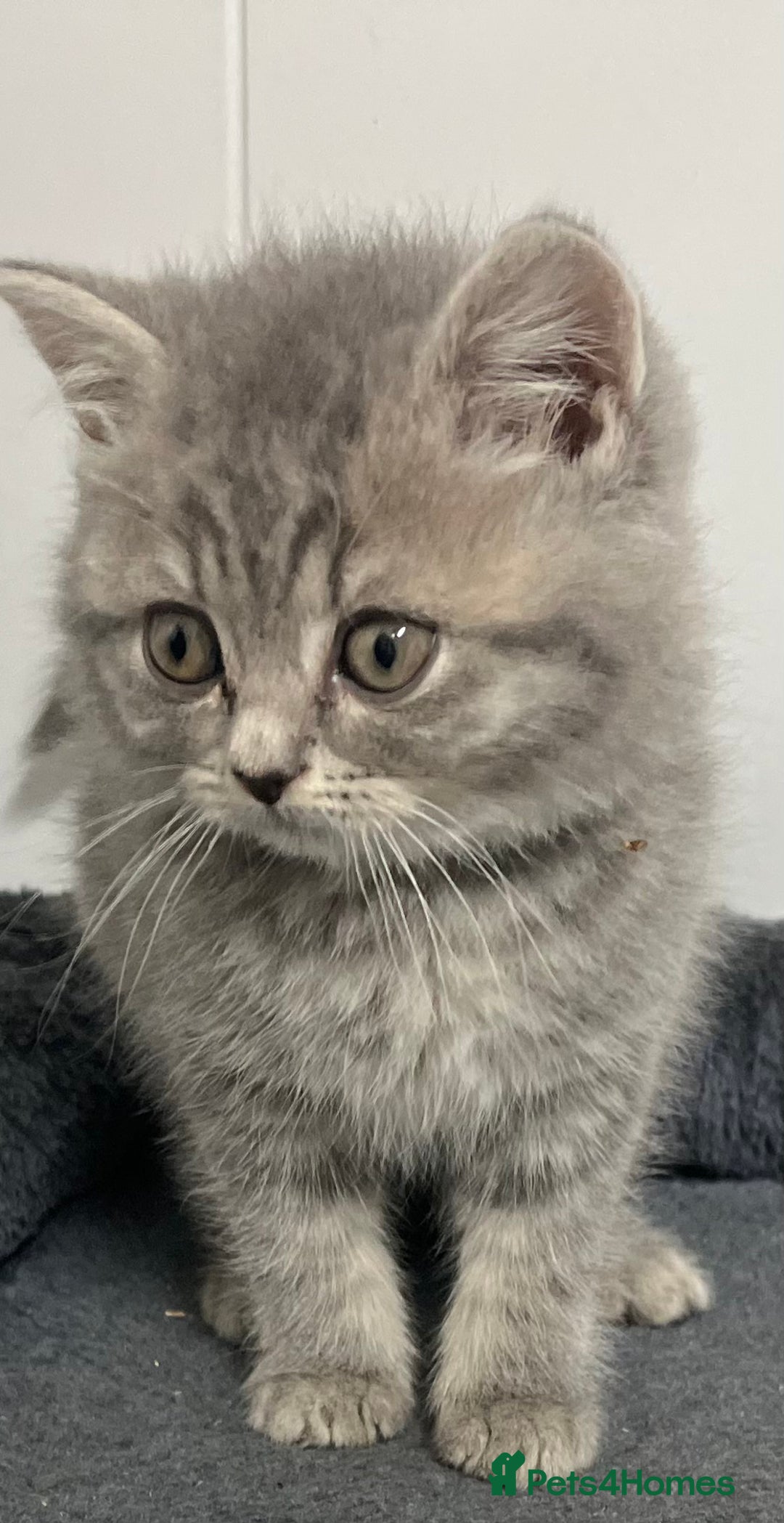 British Shorthair cats for sale: Stunning British Shorthaired Kittens - Advert 1