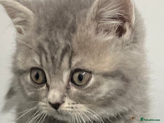 British Shorthair cats Stunning British Shorthaired Kittens - Advert 2