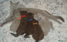 British Shorthair cats for sale: 🐾 British Shorthair Kittens Looking for Homes 🏡 - Image 1