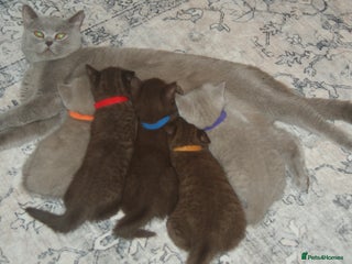 British Shorthair cats - Advert 2
