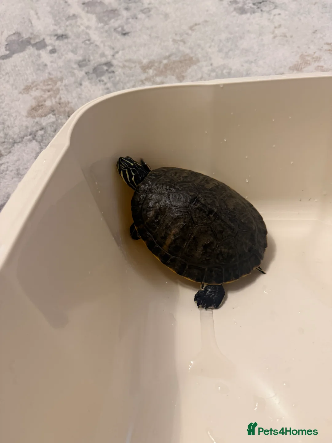 Turtle reptiles for sale: Yellow-bellied slider - Advert 5