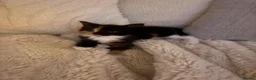 Mixed Breed cats for sale: 2 Beautiful Sister Kittens - Advert 6