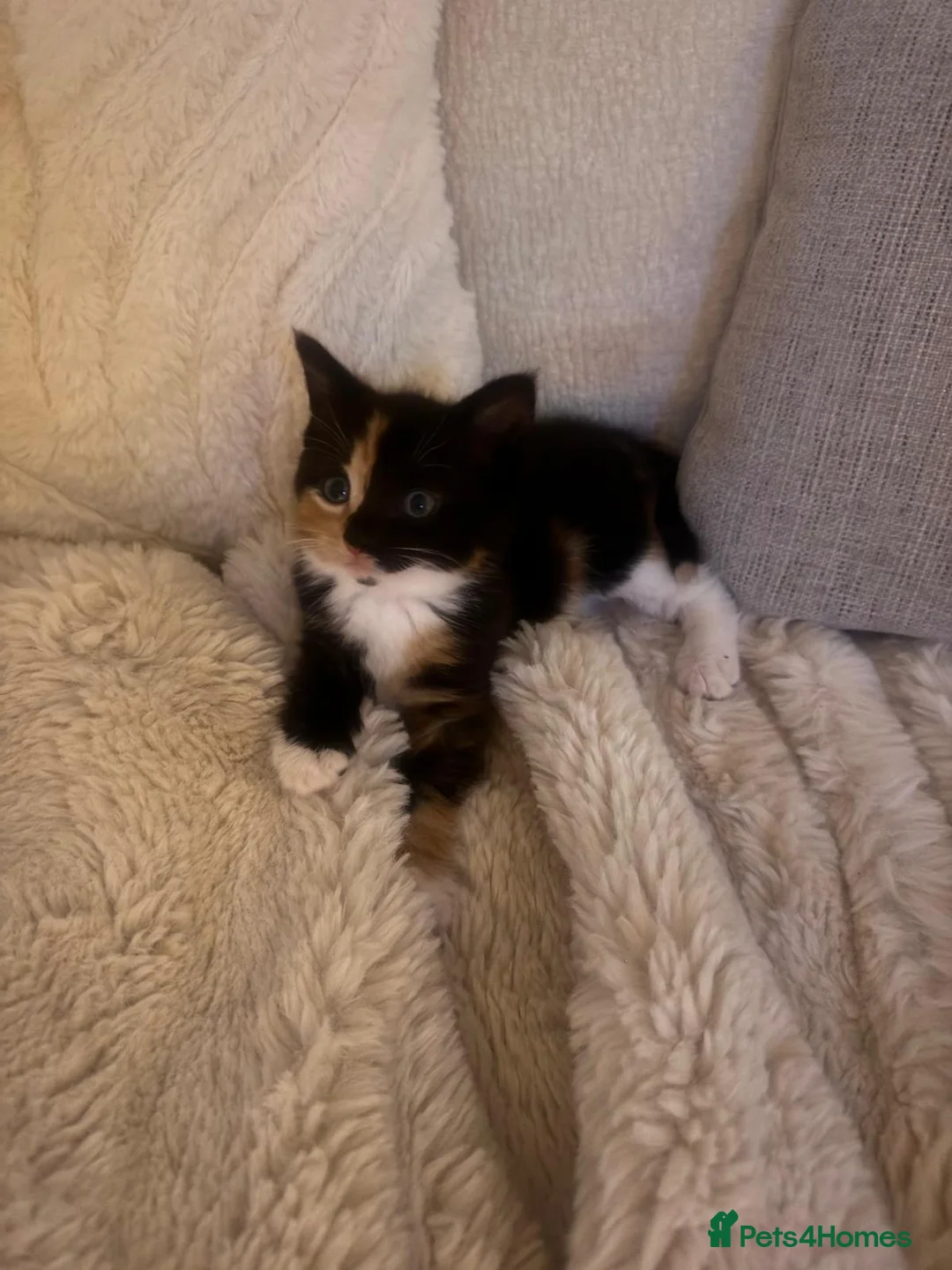 Mixed Breed cats for sale: 2 Beautiful Sister Kittens - Advert 6
