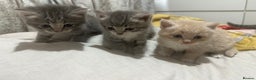 Mixed Breed cats for sale: 3 Beautiful Kittens Needing A Home - Advert 1
