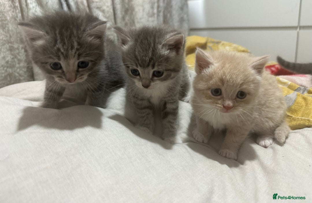 Mixed Breed cats for sale: 3 Beautiful Kittens Needing A Home - Advert 1