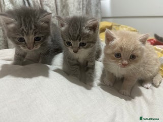 Mixed Breed cats 3 Beautiful Kittens Needing A Home - Advert 1