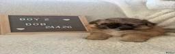 Mixed Breed dogs for sale: Stunning Shih Tzu/ Pomeranian puppies  in London - Advert 15